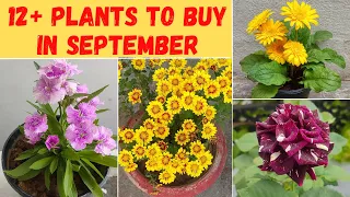 सितंबर में इन पौधों को नर्सरी से लाना सही रहेगा | Name of plants to buy from nursery in September