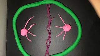 Stop Motion Mitosis Animation- Block 3 Project