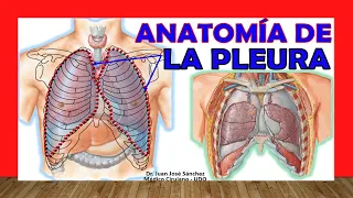 🥇 Anatomía de la PLEURA. Fácil, Rápida y Sencilla.