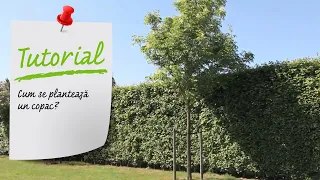Tutorial VIDEO - Cum se planteaza un copac?