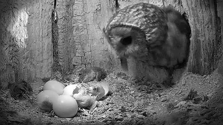 Tawny Owl Chick Hatches - Full Process in Stunning Detail!  🥚🐣🐥 | Luna & Bomber | Robert E Fuller