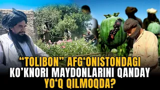 “Tolibon” Afg‘onistondagi ko‘knori maydonlarini qanday yo‘q qilmoqda?