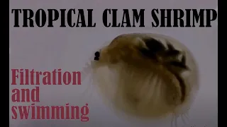 Clam shrimp -- locomotion, filtration and development of the tropical Cyclestheria hislopi