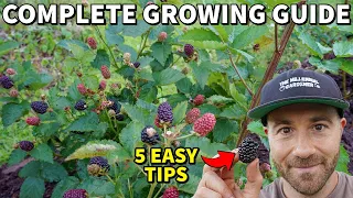 Grow The Most Incredible BLACKBERRIES In 5 Easy Steps!