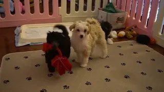 Toy Aussiedoodles at play!