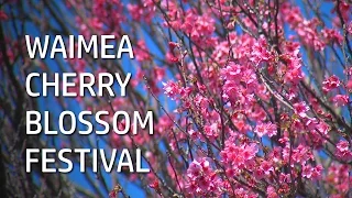 Waimea Cherry Blossom Festival (Feb. 6, 2016)