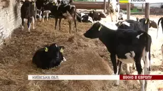 Племінна справа в українському скотарстві. // Keeping cattle in Ukraine.