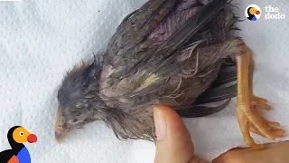 Woman Saves Sick Bird On Street — And Makes Her Family  | The Dodo