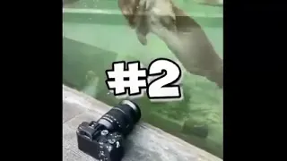 Funniest Animals- Best Of The 2021 Funny Animal Video #12