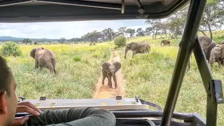 Baby elephants charge at safari vehicle | Funny and cute baby elephants
