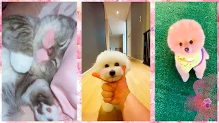 Милые и забавные животные ТикТок/Смешные коты/Chó Phốc Sóc Mini/Cute kittens, puppies Funny TikTok#4