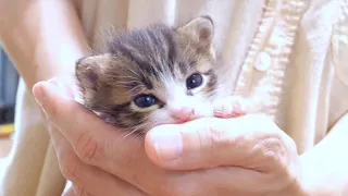 The kitten who likes to suck fingers is cute [please turn on subtitles to watch]