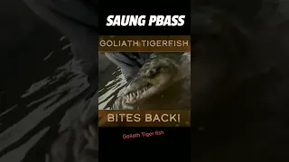 fishing Goliath tigerfish Amazon #bigfish #short  #short  #fishing #shark #fyp #foryou #viralshorts