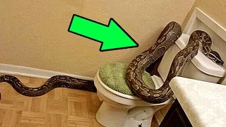 5 Существ, Которых Вы Можете Найти в Своем Туалете