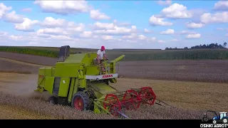 Żniwa 2021🌾 Pszenica pod kosę! Claas Mercator na sprzedaż!! ✪ Osinki AgroTv 🔥