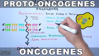 Proto-Oncogenes and Oncogenes