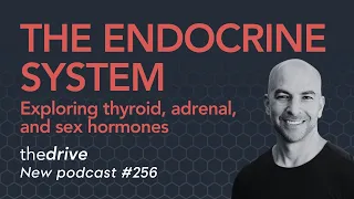 256 ‒ The endocrine system: exploring thyroid, adrenal, and sex hormones | Peter Attia, M.D.