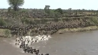 2 million wildebeest decide to cross the treacherous crocodile-infested Mara River