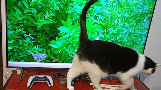 Cat watching TV