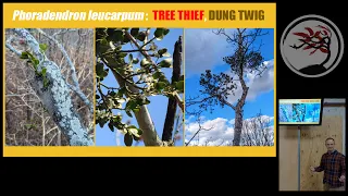 Mistletoe & Trees w/Sam Cannon @ The Treeist Morning Meetings