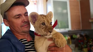 Четыре диких котенка осваиваются дома у директора зоопарка «Садгород» во Владивостоке