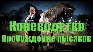 BDO: Как пробуждать рысака в иллюзию?