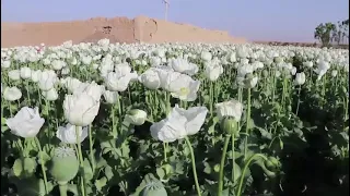 Opium Harvest