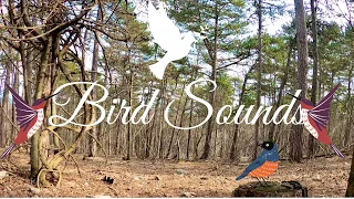 Bird Sounds Spectacular, Morning Bird Song  for stress relief.