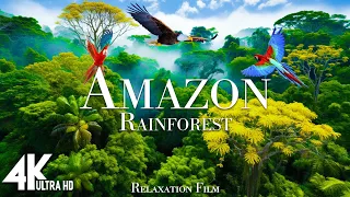 Amazon 4K - The World’s Largest Tropical Rainforest | Jungle Sounds | Scenic Relaxation Film