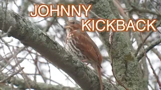 Fox Sparrow: NARRATED