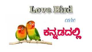 Love bird care in kannada.