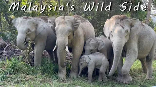 You Won't BELIEVE WHAT ELSE We Find On Our Epic Road Trip In Malaysia!