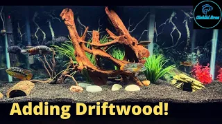 Adding Driftwood to Aquariums | New Aquascapes