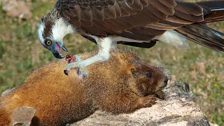 Eagle fly and hunt Marmots on the Alps