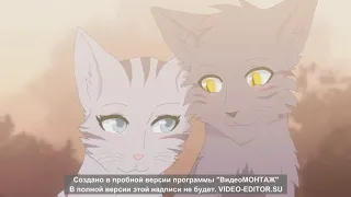 ~Клип~Коты воители~Серебрянка и Крутобок~