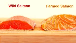 Why Farmed salmon is One of The Most Poisonous Foods Ever