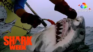 Shark Tagging! Step Into the Danger Zone! | Great White Serial Killer: Fatal Christmas | discovery+