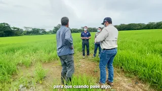 Visita a productor de arroz en San Juan, Chiriquí.