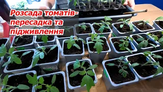 Transplanting tomato seedlings into glasses - how and when it is better to do it.