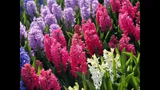 Breathtaking Landscape of Hyacinth Flower Fields and Gardens, Holland