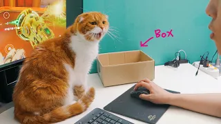 고양이가 게임 방해할 때 박스📦를 놓으면 정말 방해를 안할까?😺😾