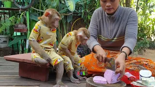 Smart & Obedient  Monkey Koko And Little Yoko Sitting Look At Mom Cutting Potato For Fried