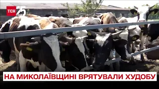 🐄 Військова спецоперація: на Миколаївщині врятували худобу