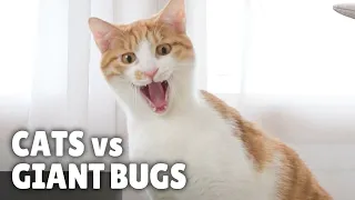 Cats vs Giant Bugs | Kittisaurus