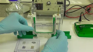 How to load and run an SDS-PAGE gel - Science@Waikato