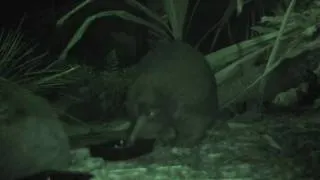 Long-beaked Echidna at Taronga