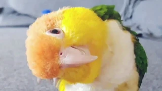 CAIQUE ME AWAY | Caique Bird | Caique Parrot | Super Cute and Funny Parrots Compilation 2018