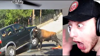 Funny Scary Animal Encounters REACTION