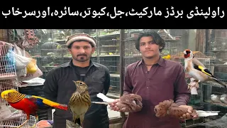 Rawalpindi birds Market | College Road Rawalpindi | Jal, Pheasant, Duck @PetsLovers48