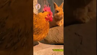 Rabbit l🐇 and chicken  🐔. A beautiful💖 moment #56 - #shorts-#animal